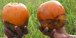 Fruits of Borassus akeassii Bayton, Ouédr. & Guinko