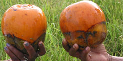 Fruits of Borassus akeassii Bayton, Oudr. & Guinko