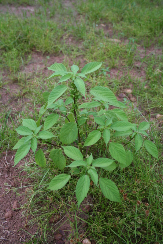 Acalypha crenata image