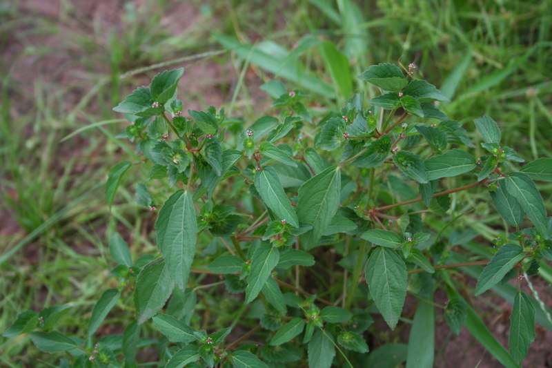 Acalypha segetalis image