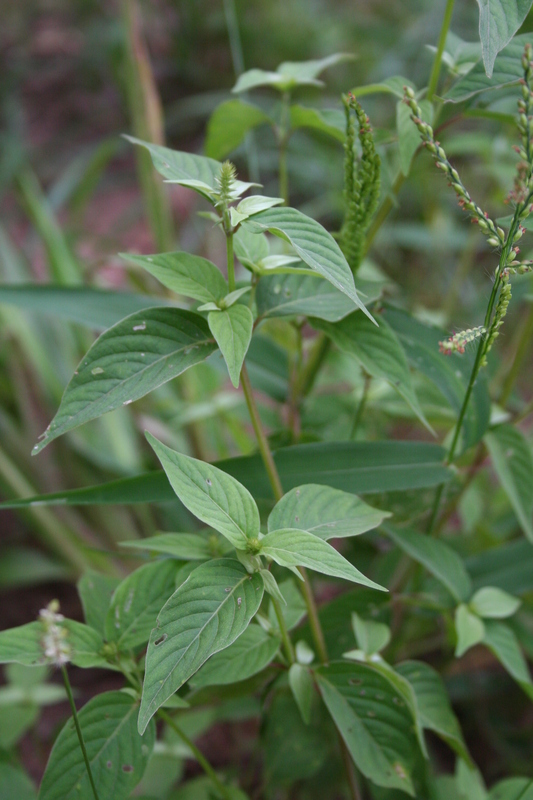 Achyranthes aspera var. pubescens image