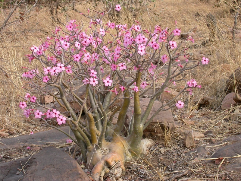 Adenium : planter et cultiver – Ooreka