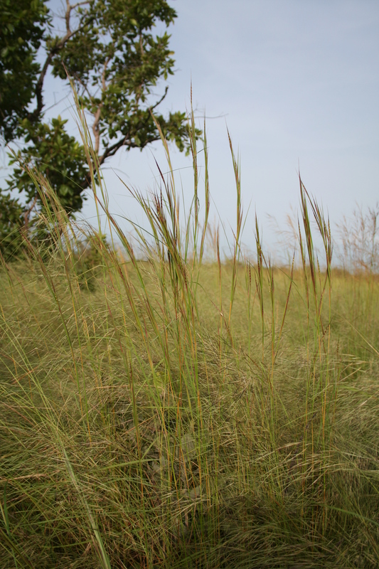 Andropogon fastigiatus image