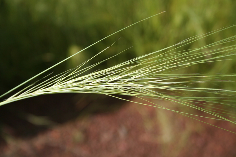 Aristida kerstingii image