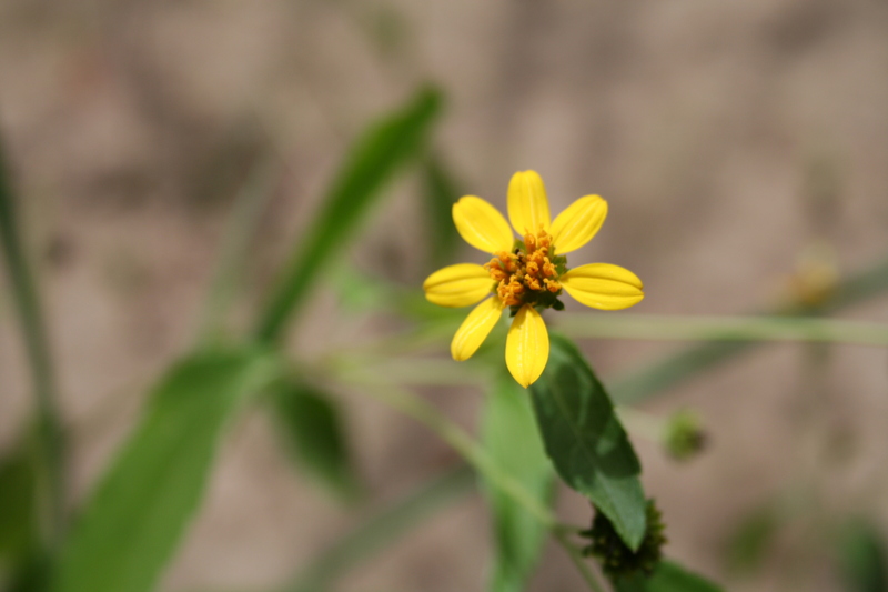 Aspilia africana image