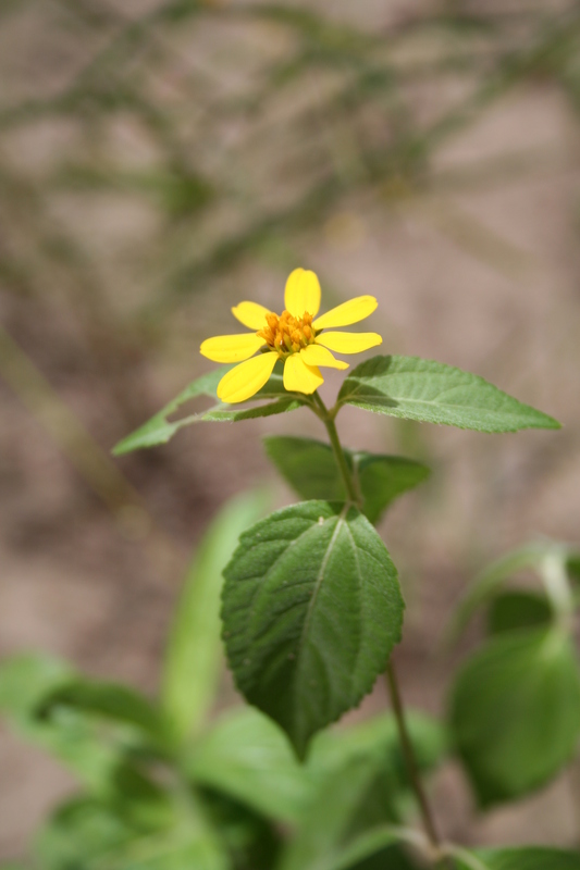 Aspilia africana image