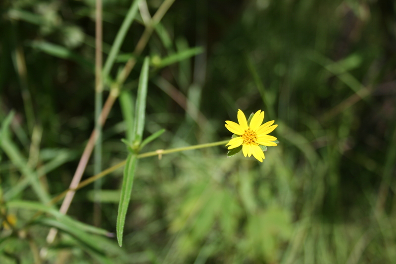 Aspilia paludosa image