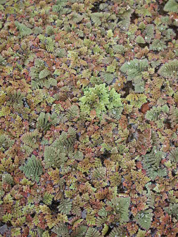 Azolla pinnata image