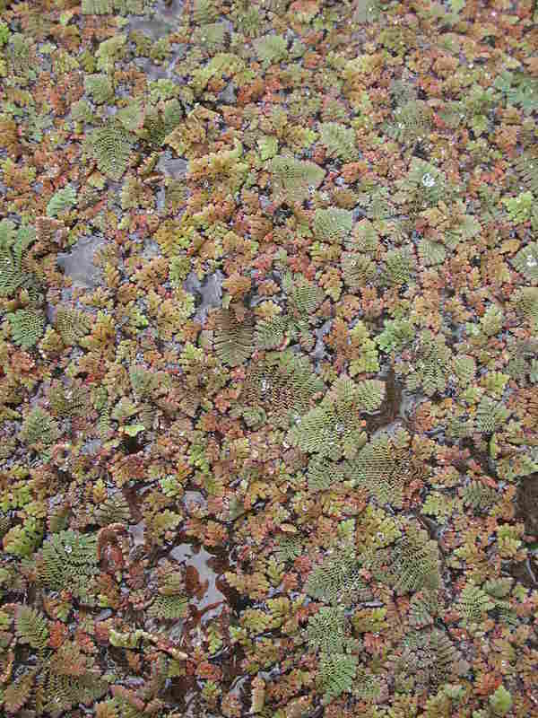 Azolla pinnata image