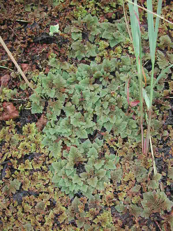 Azolla pinnata image