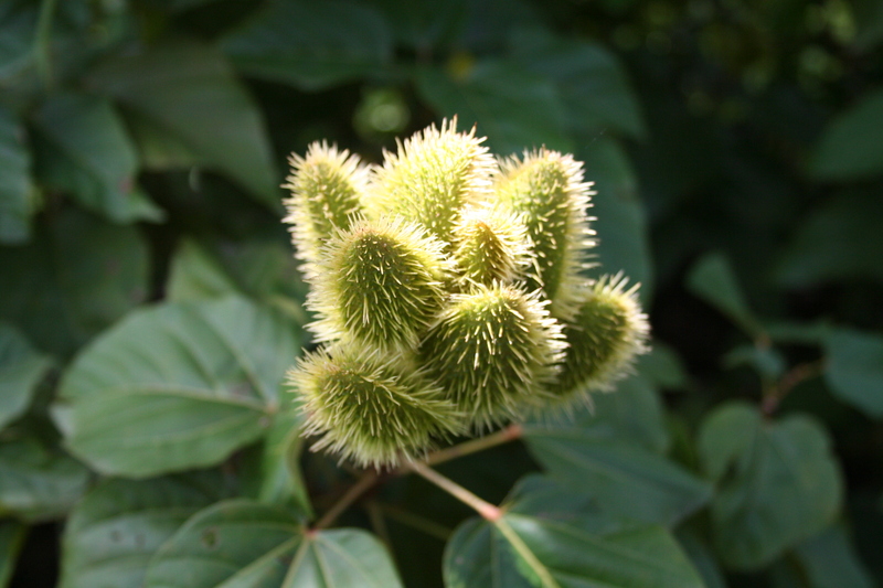 Bixaceae image