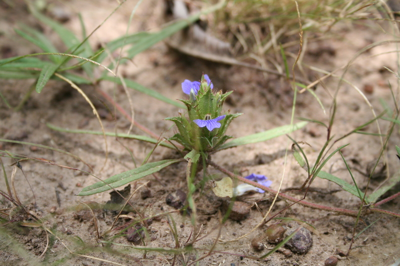 Blepharis linariifolia image