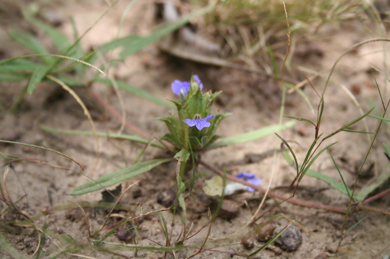 Blepharis linariifolia image