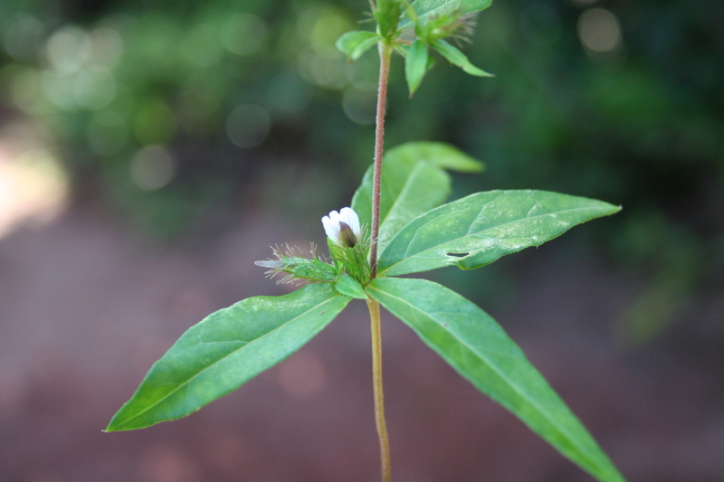 Blepharis maderaspatensis image