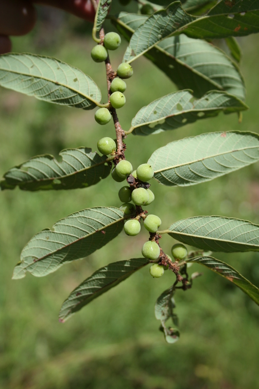 Phyllanthaceae image