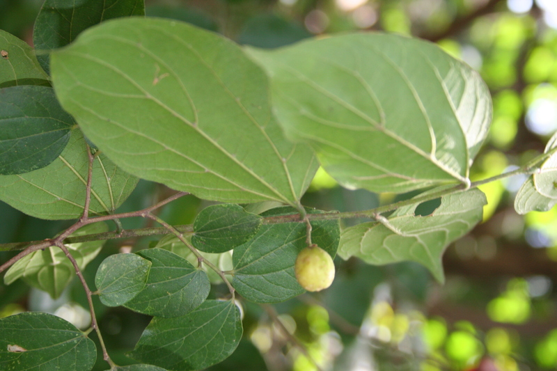 Celtis toka image