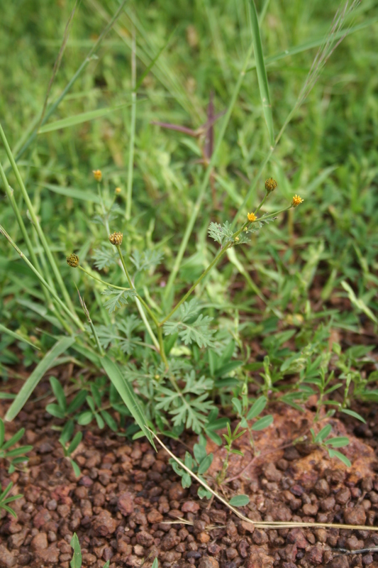 Chrysanthellum americanum image