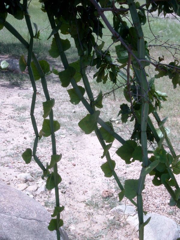 Cissus quadrangularis image