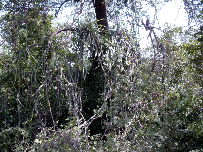 Cissus quadrangularis image