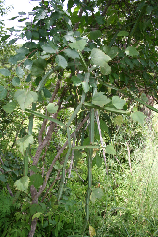 Cissus quadrangularis image