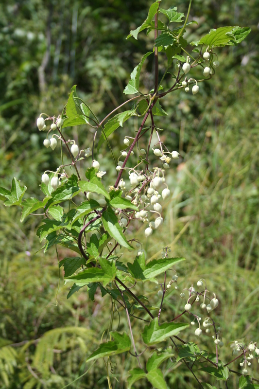 Clematis hirsuta image