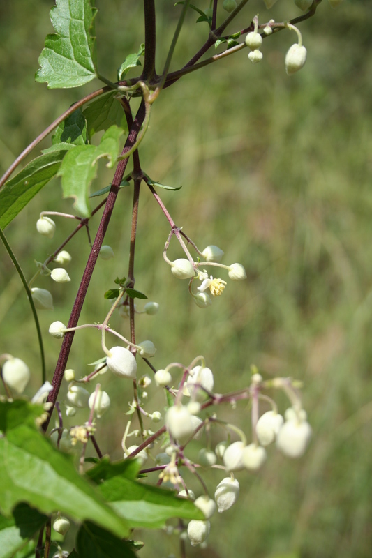 Clematis hirsuta image