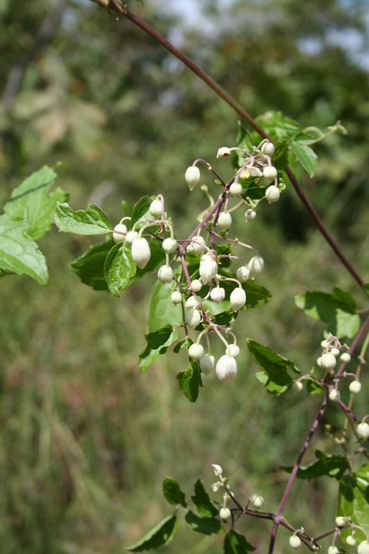 Clematis hirsuta image