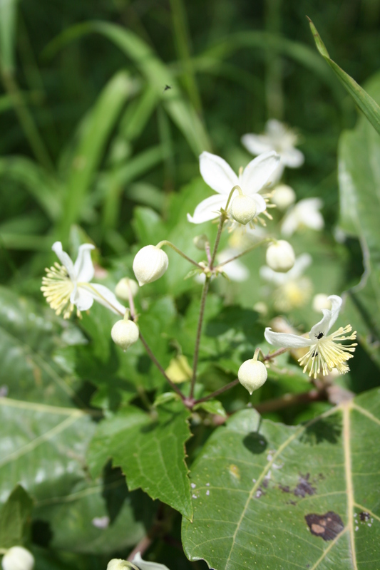 Clematis hirsuta image