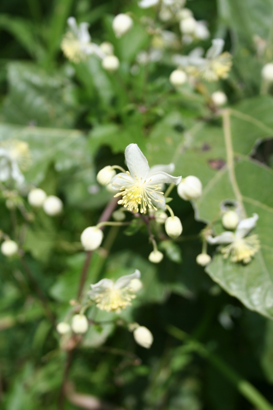 Clematis hirsuta image