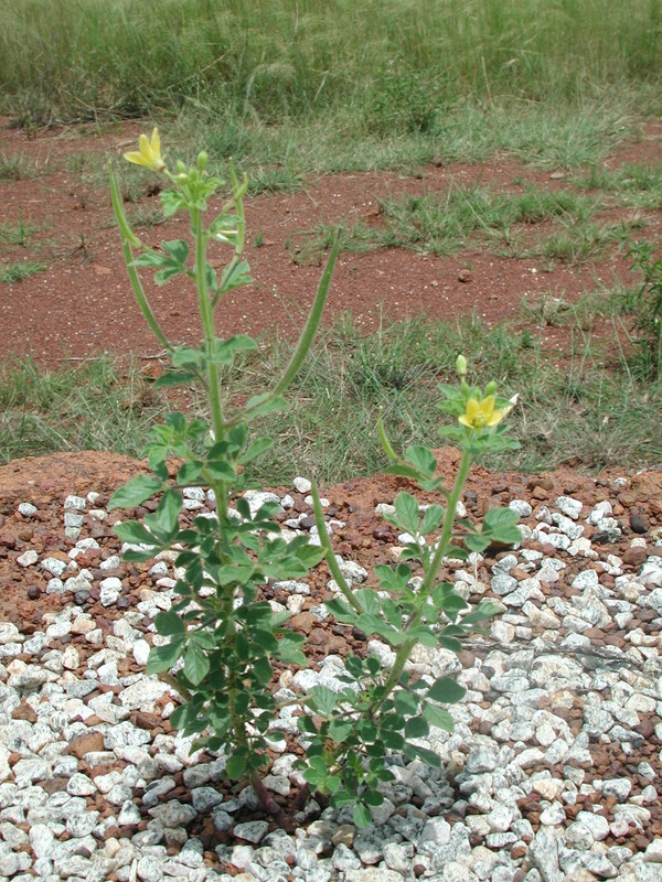 Cleome viscosa image