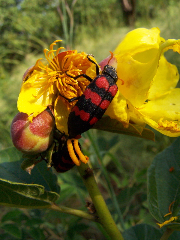 Doctor Studies Rainforest Plants To Fight Malnutrition &amp; Food Insecurity in Benin