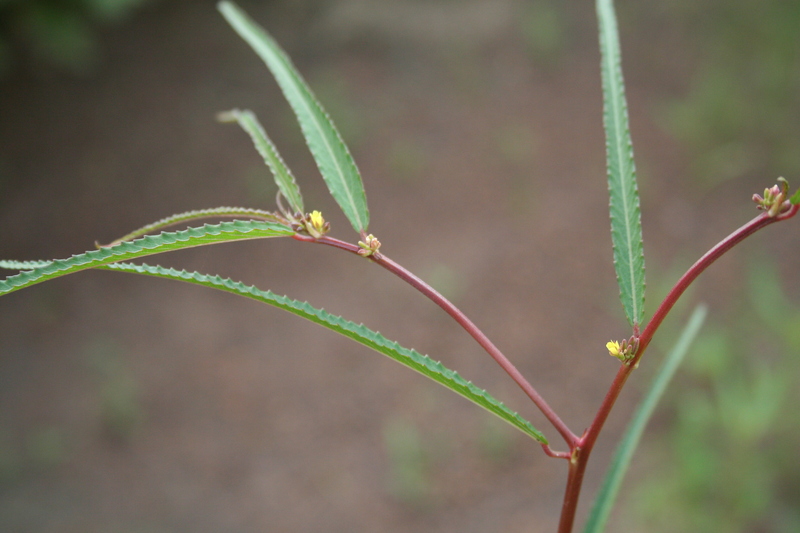 Corchorus fascicularis image