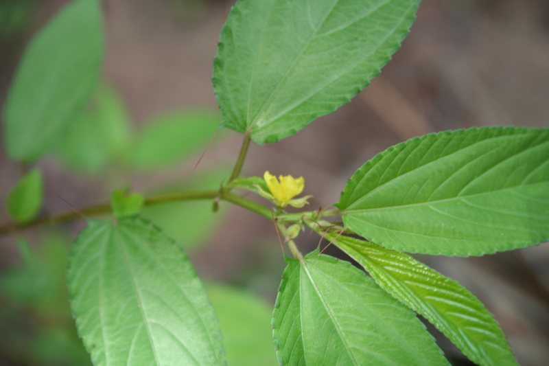 Corchorus olitorius image