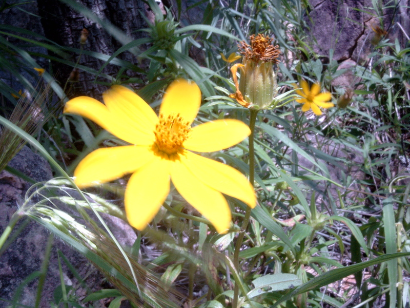 Bidens borianiana image