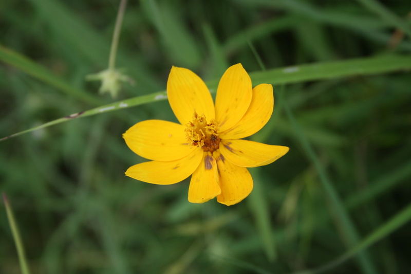 Bidens borianiana image