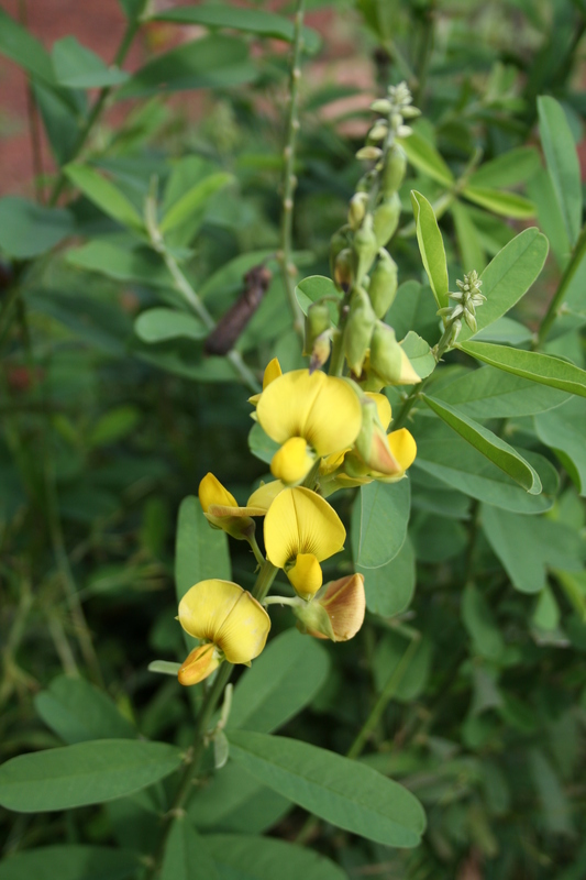 Crotalaria retusa image