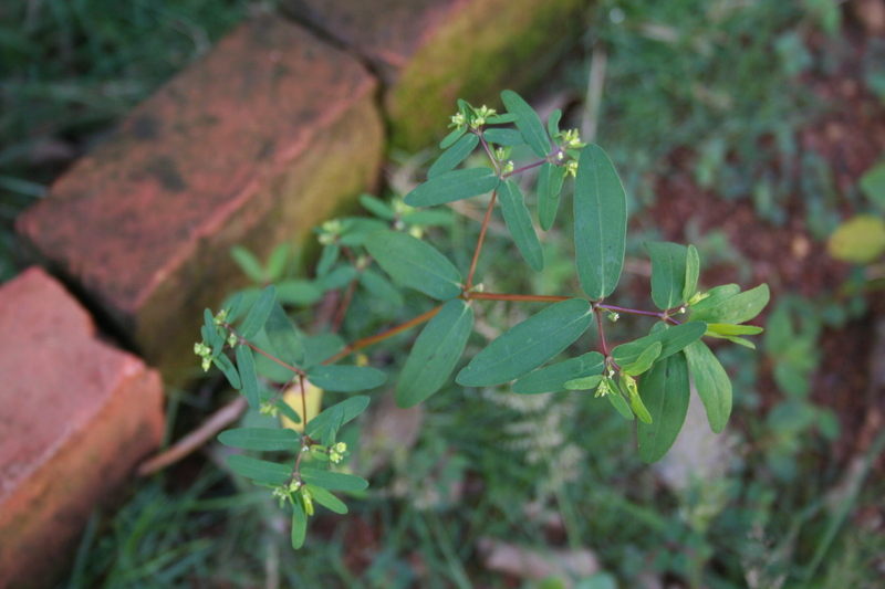 Euphorbia cuspidata image