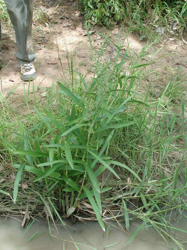 Fuirena umbellata image