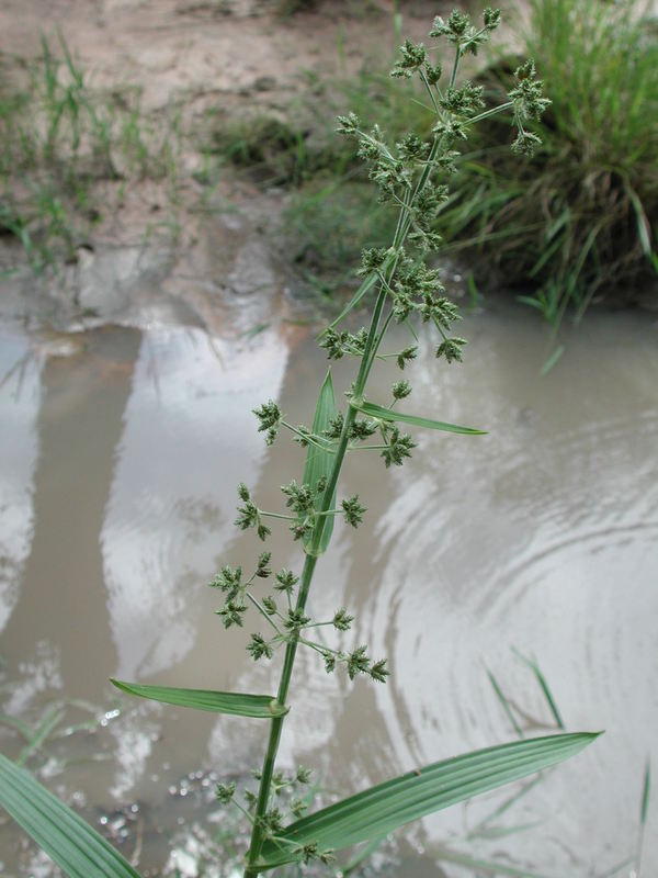 Fuirena umbellata image