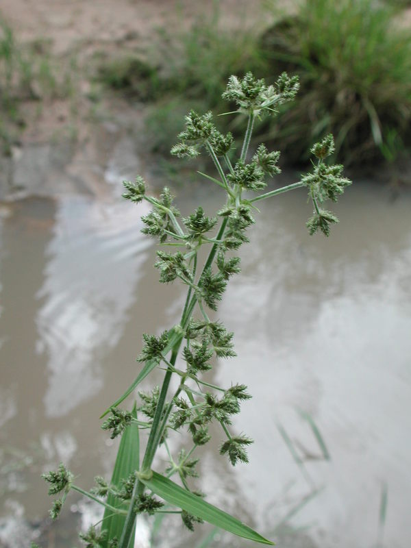 Fuirena umbellata image