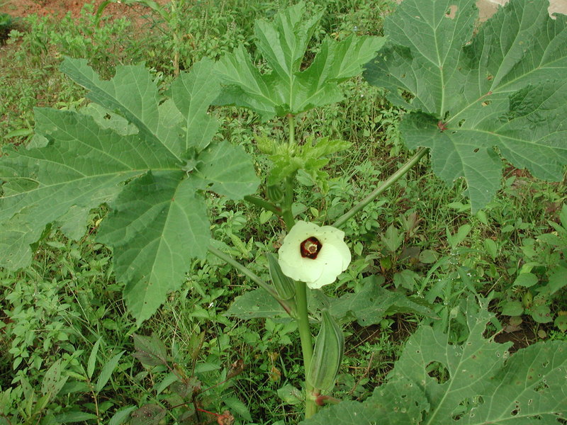 a hibiscus esculentus használata anti aging charentais sárgadinnye anti aging