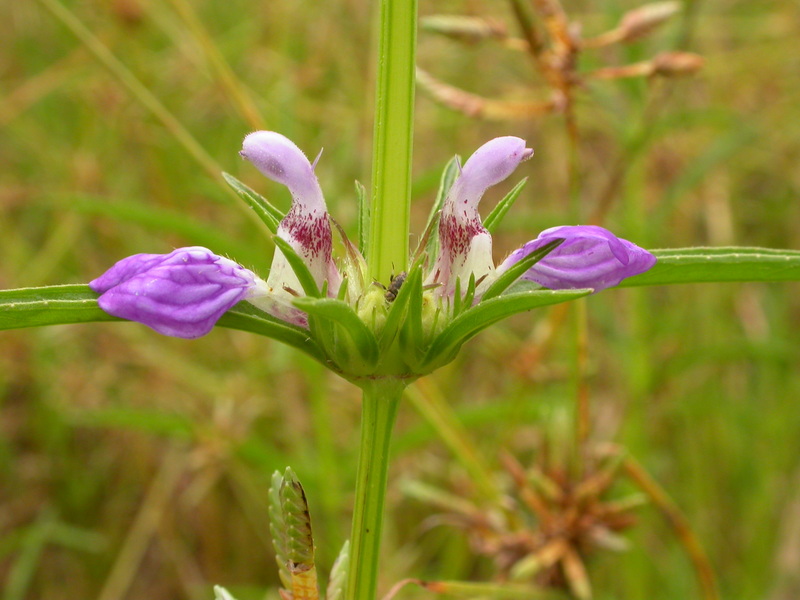 Hygrophila schulli image