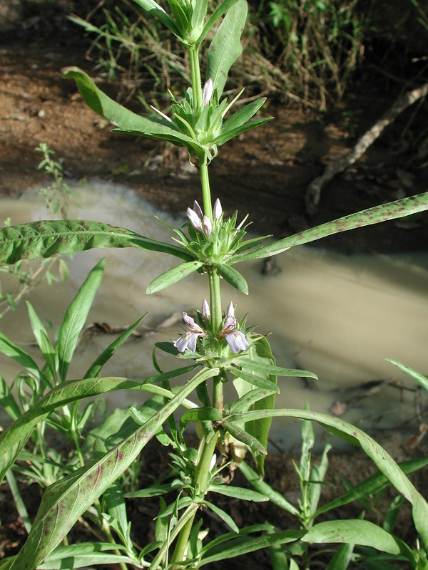 Hygrophila schulli image