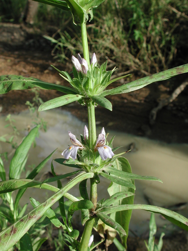 Hygrophila schulli image