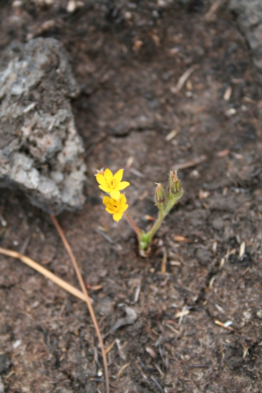 Hypoxis angustifolia image