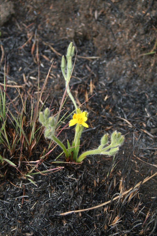 Hypoxis image