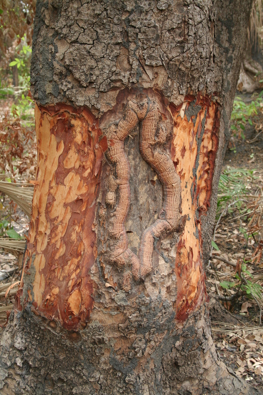 Khaya senegalensis image