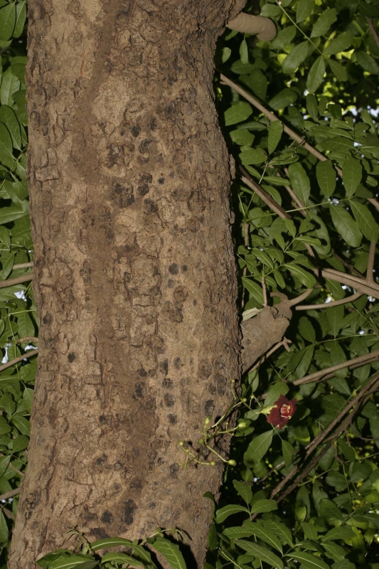 Kigelia africana (Lam.) Benth., Purwodadi Botanic Garden Pa…