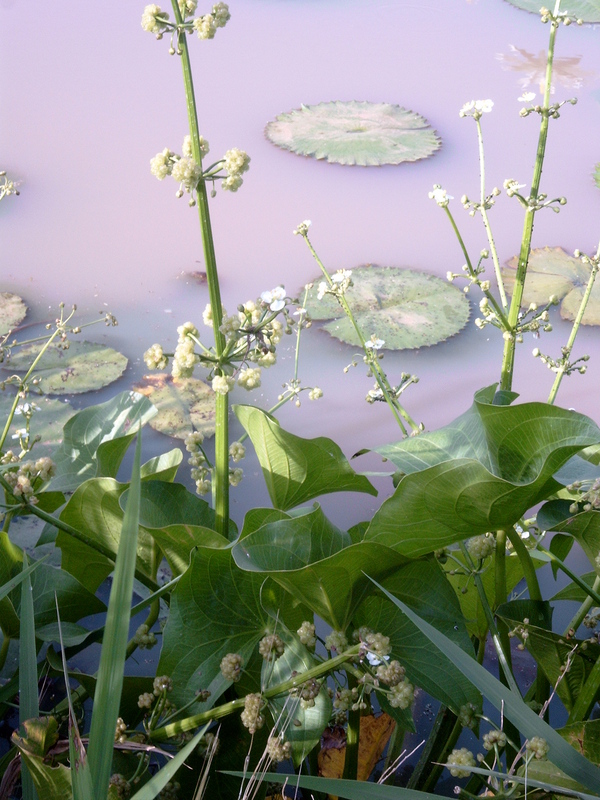 Limnophyton obtusifolium image