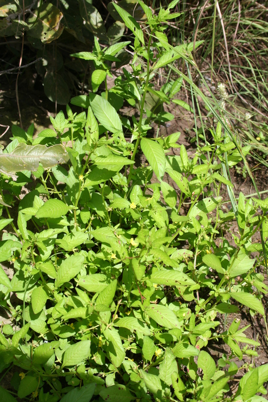 Ludwigia erecta image